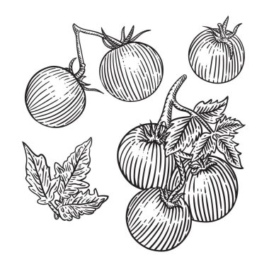 El çizimi sebzeler, vektör illüstrasyonu