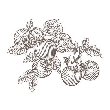 Domatesin el çiziminin vektör çizimi