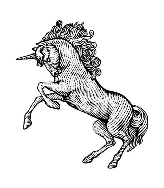 At kralı, eski gravür.