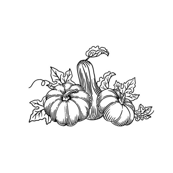 Kabağın vektör el çizimi