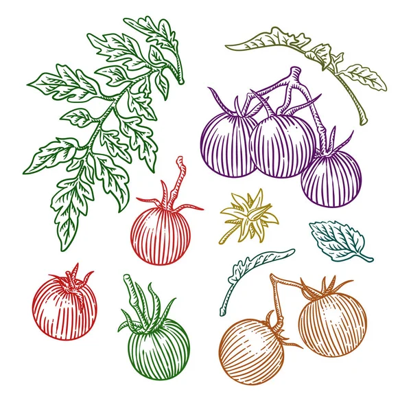 Hand Drawn Engraving Style Tomatoes Illustrations — Stock Vector