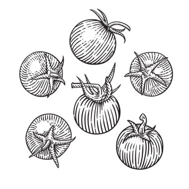 Elle çizilmiş kiraz domatesleri. vektör illüstrasyonu