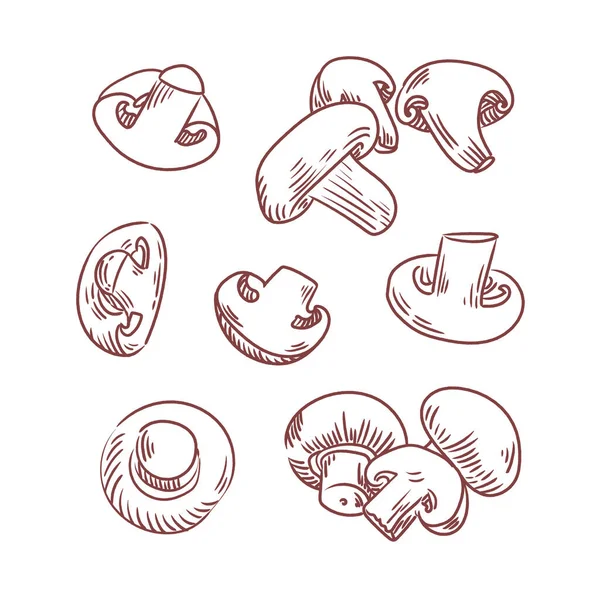 Beyaz arka plana mantar çizilmiş vektör el seti. Mantar, mantar, mantar, mantar. skeç.