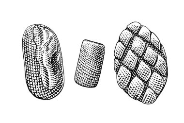 Elle çizilmiş vektör çizimi taze ekmek, fırın, ekmek.