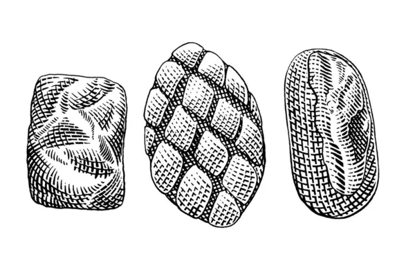 Üç çeşit ekmeğin el çizimi vektör çizimi