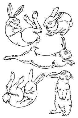 Vektör yaban tavşanı çizimleri.