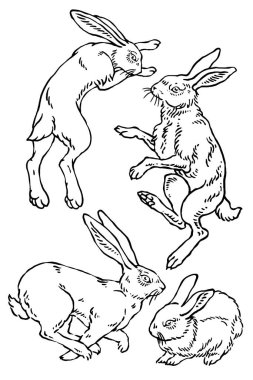 Vektör yaban tavşanı çizimleri.