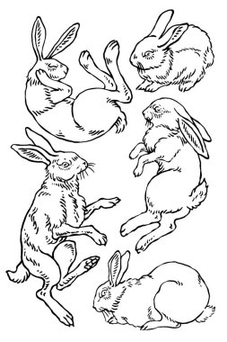 Vektör yaban tavşanı çizimleri.