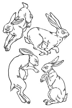 Vektör yaban tavşanı çizimleri.