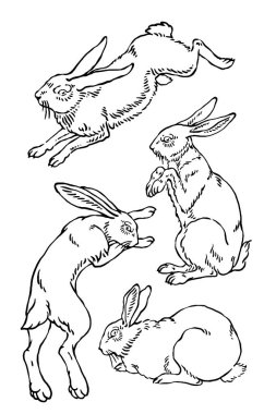 Vektör yaban tavşanı çizimleri.