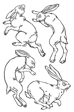 Vektör yaban tavşanı çizimleri.