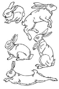 Vektör yaban tavşanı çizimleri.