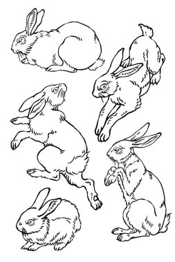 Set of poses of vector wild rabbit sketches clipart