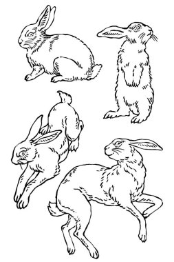 Vektör yaban tavşanı çizimleri.