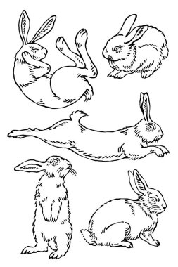 Vektör yaban tavşanı çizimleri.