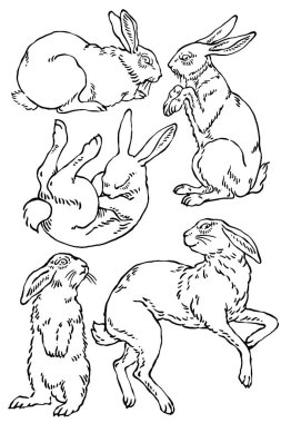 Vektör yaban tavşanı çizimleri.