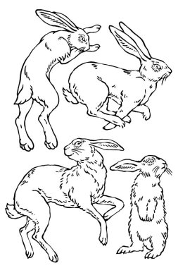 Vektör yaban tavşanı çizimleri.