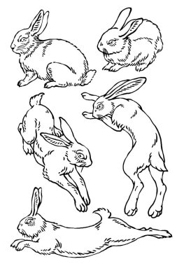 Vektör yaban tavşanı çizimleri.