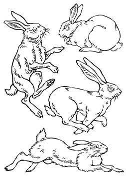 Vektör yaban tavşanı çizimleri.
