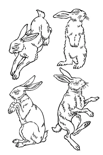 Vektör yaban tavşanı çizimleri.