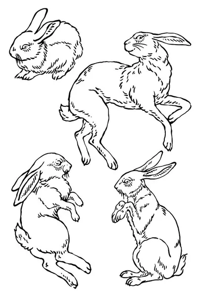 Vektör yaban tavşanı çizimleri.