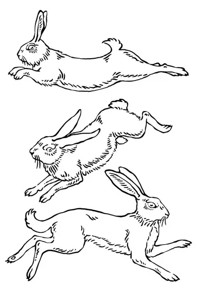 Vektör yaban tavşanı çizimleri.
