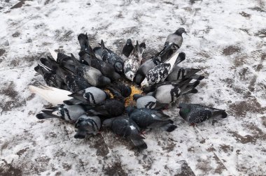 Bir güvercin sürüsü yemek yer. Kış zamanı.