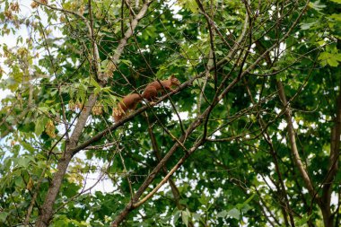 Bir sincap ağaç dalında oturuyor ve yaprakları yeşil..