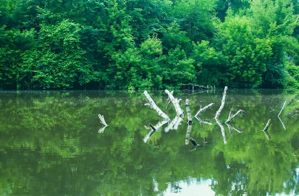 Lago Floresta Com Árvores Caídas Água — Fotografia de Stock