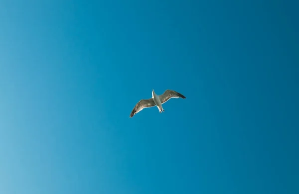 Seagull Flying Blue Sky Closeup Photo — Stock Photo, Image