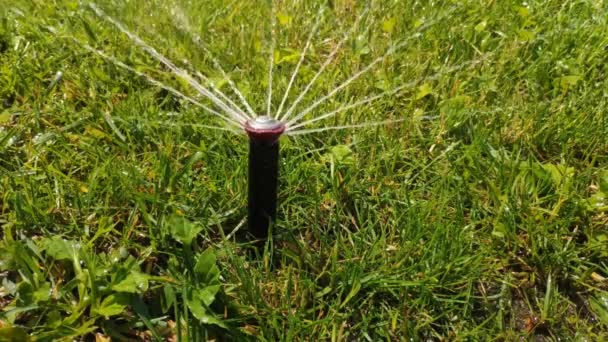 スプリンクラーが草に水をやっている 芝生灌漑システム — ストック動画