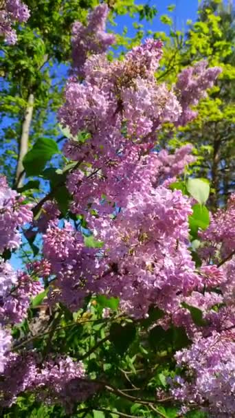 Branches Blooming Lilac Develop Wind Sunny Day Vertical Video — Stock Video