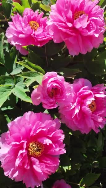 Blühende Rosa Pfingstrosen Garten Vertikales Video — Stockvideo