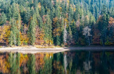Sonbahar ormanı Karpatlar 'daki Synevyr Dağı' nın suyuna yansıyor..