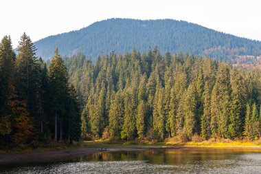 Sonbaharda Karpatlar 'daki Synevyr Gölü manzarası. Synevyr Ulusal Parkı, Ukrayna.