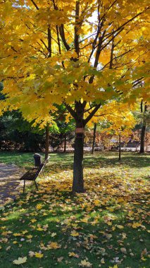 Sarı akçaağaç yaprakları ve parkta bank olan sonbahar manzarası. Dikey fotoğraf.