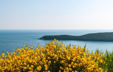 Karadağ 'ın Adriyatik kıyılarında çiçek açan sarı çiçekler