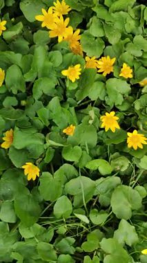 Caltha palustris. Yeşil çimlerde küçük bahar sarı çiçekleri.