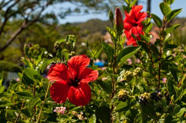 Hibiscus chinensises. Canlı kırmızı amber çiçekleri. Çin gülü.. 