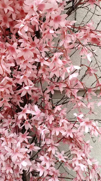 Parlak pembe tırmanma çiçekleri duvardan aşağı iniyor.