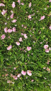 Düşmüş pembe çiçekler ve sakura yaprakları yeşil çimenlerin üzerinde yatıyor.