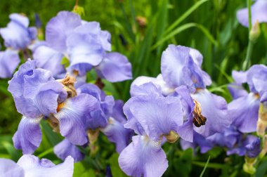  Mor iris çiçekleri kapanıyor. Çiçekli mor süsen çiçekleri.