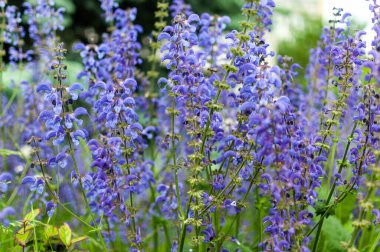 Salvia çiçekleri. Salvia çiçekleri çiçek açtı. Salvia nemorosa. 