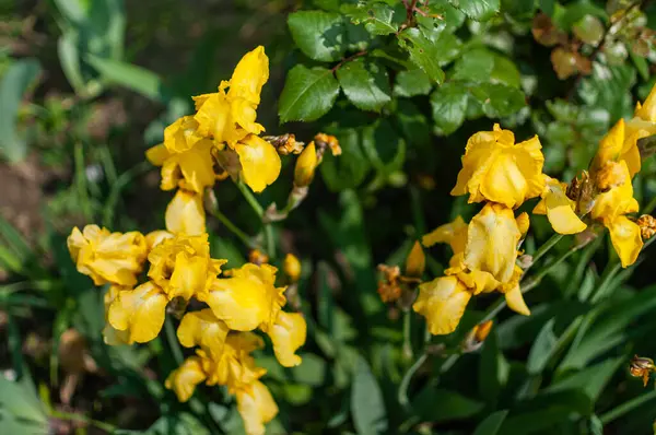 Sarı iris çiçekleri. Canlı sarı İris çiçekleri çiçek açmış. Seçici odak. 