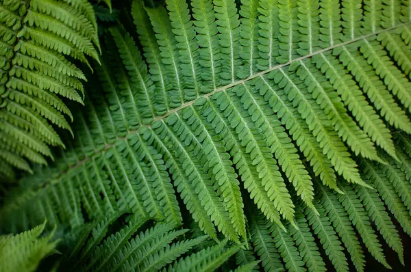 Eğreltiotu yakından ayrılır. Parlak yeşil ve gür eğreltiotu yaprakları seçici bir odak ile.