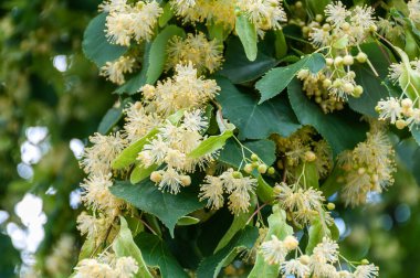 Linden ağacı çiçeği. Çiçekli ve yeşil yapraklı ıhlamur dalları. Linden çiçek açtı..