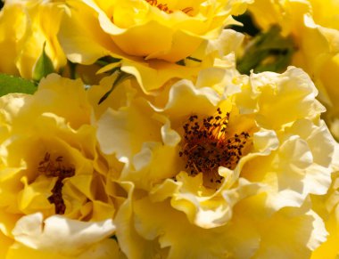 Hassas sarı güllerin yakın plan çekimi, çiçekli, sığ alan derinliği.