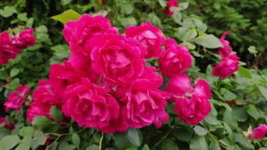 Pink roses bloom in the garden. Garden rose. Rose branches flutter in the wind.