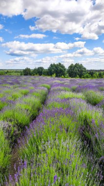 Çiçek açan lavanta tarlası. Açık havada çiçek açan lavanta çalıları. Dikey fotoğraf.