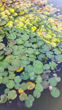 Gölette zambak ve nilüferler var. Doğa arkaplanı.